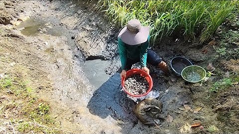 Giải cứu cá rô đồng mắc cạn (T92) 