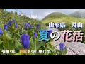 【高山植物・山野草】8月　山形県月山での花活　まだまだ花を追いかけて