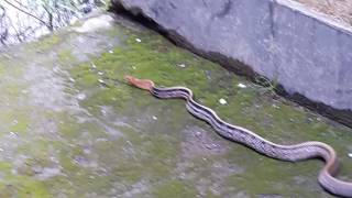 Download Lagu A rear snake found at N.G. College, Lamphel, Imphal West, Manipur MP3