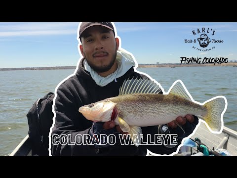 Walleye Fishing in Colorado 