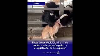 Vacas Llenan De Besos A Gaos Y Conquistan Las Redes Totus Tv