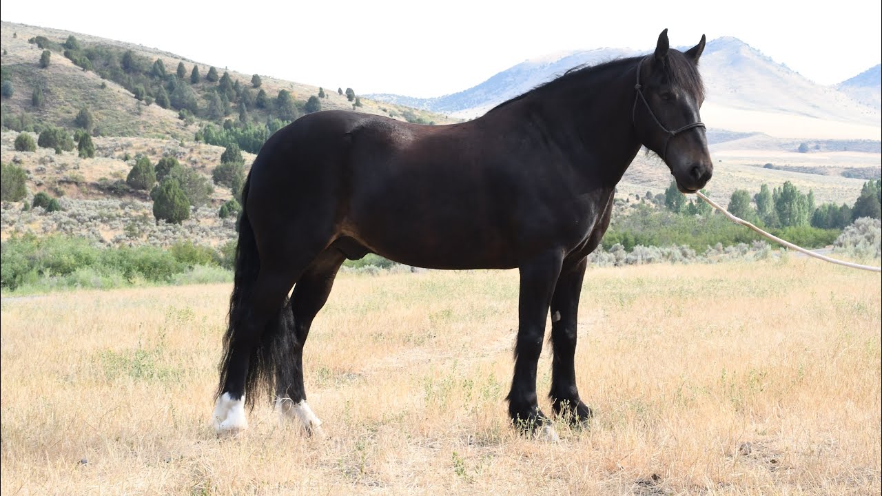 Lot 58 HAT CREEKS SPOOK offered by Hat Creek Cattle Co Diamonds in