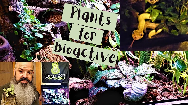 Best Plants for Bioactive Ball Python Setup
