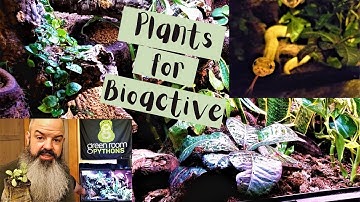 Best Plants for Bioactive Ball Python Setup