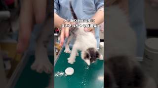 体中に付いたノミを取るため薬粉をたっぷりまぶされる保護子猫 #子猫 #保護猫 #shorts