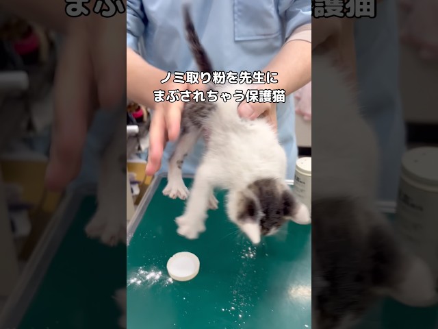 体中に付いたノミを取るため薬粉をたっぷりまぶされる保護子猫 #子猫 #保護猫 #shorts