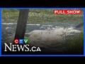 Canada Day celebrations cancelled in Tofield | CTV News Edmonton at Five for June 25, 2026