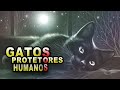 Como os Gatos Protegem Você e sua Casa de Energias Negativas?