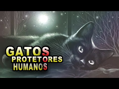 Vídeo: Como Os Gatos Percebem A Energia Negativa Em Casa? - Visão Alternativa