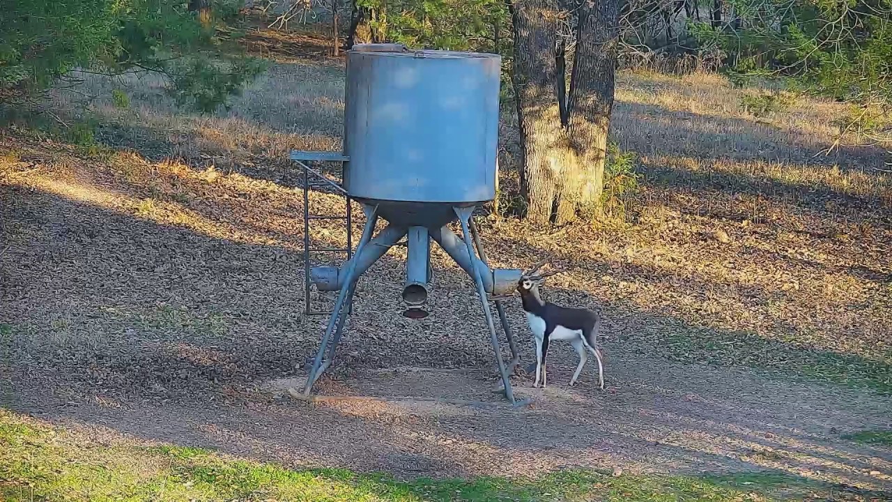 2019 Texas Live Deer Camera Exotics 24/7 Feed with Playback YouTube