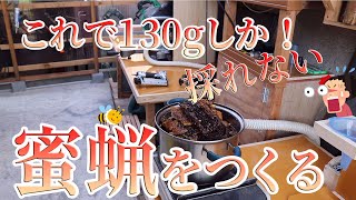 【 ニホンミツバチ 】蜜蝋をつくる これで130g ⁉︎ 分蜂群捕獲の必須品  貴重な蜜蝋