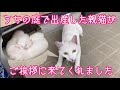 続報です。親猫が、その後の暮らしを報告に来た模様。現場からお伝え致します。