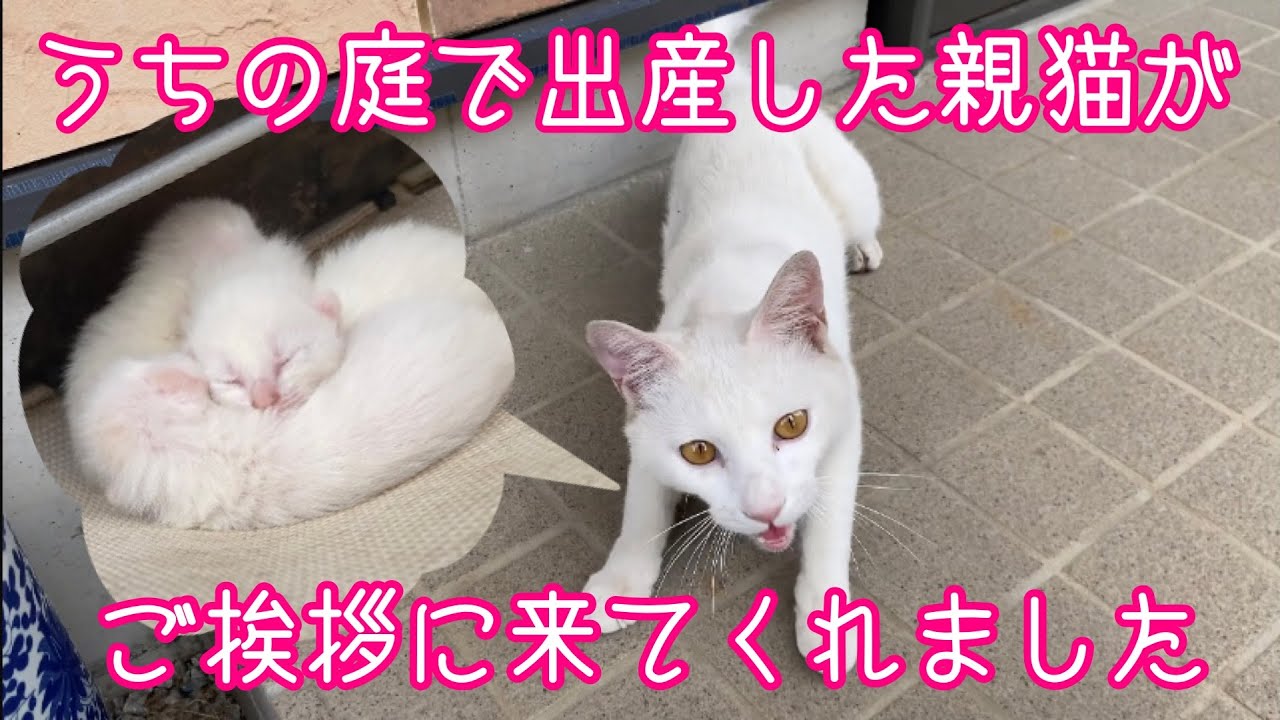 続報です。親猫が、その後の暮らしを報告に来た模様。現場からお伝え致します。