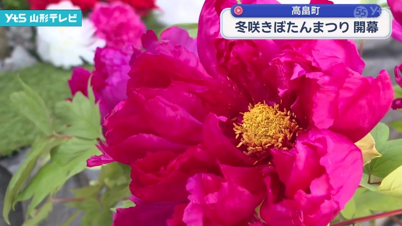 Winter Peony Festival kicks off in Takahata Town, adding color to