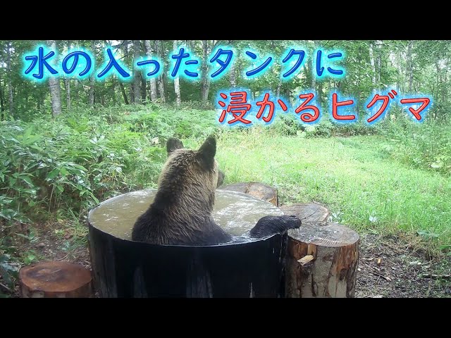 ▼希少 幻の山 カカボラジ 冒険家族 ミャンマーの最高峰初登頂 尾崎隆 ⑤a 幻の山、カカボラジ: 冒険家族、ミャンマーの最高峰初登頂