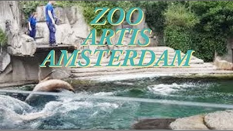 ZOO ARTIS AMSTERDAM - feeding sea lions | Dierentuin Artis Amsterdam - zeeleeuwen voeren