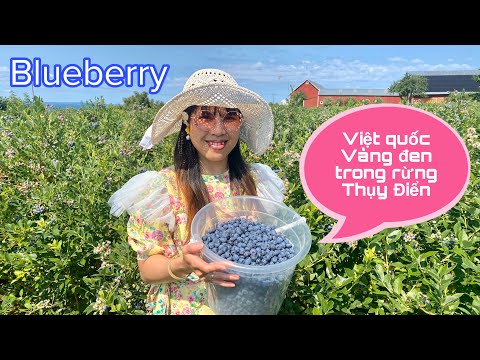 Video: Thanh Việt Quất Siberia