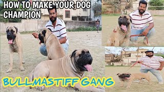 Biggest Bullmastiff In Kolkata : Bullmastiff Breeder in India : How to make your Dog champion :