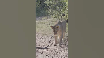 Black Mamba VS Lioness Wildlife Animals Africa Safariafrica Africansafari Endangeredspecies 