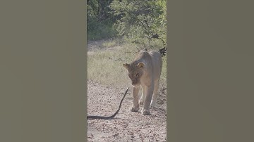 Black Mamba VS Lioness  #wildlife #animals #africa #safariafrica #africansafari #endangeredspecies