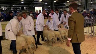 Defaid Pur Iseldir - Dorset | Pure Lowland Sheep - Dorset