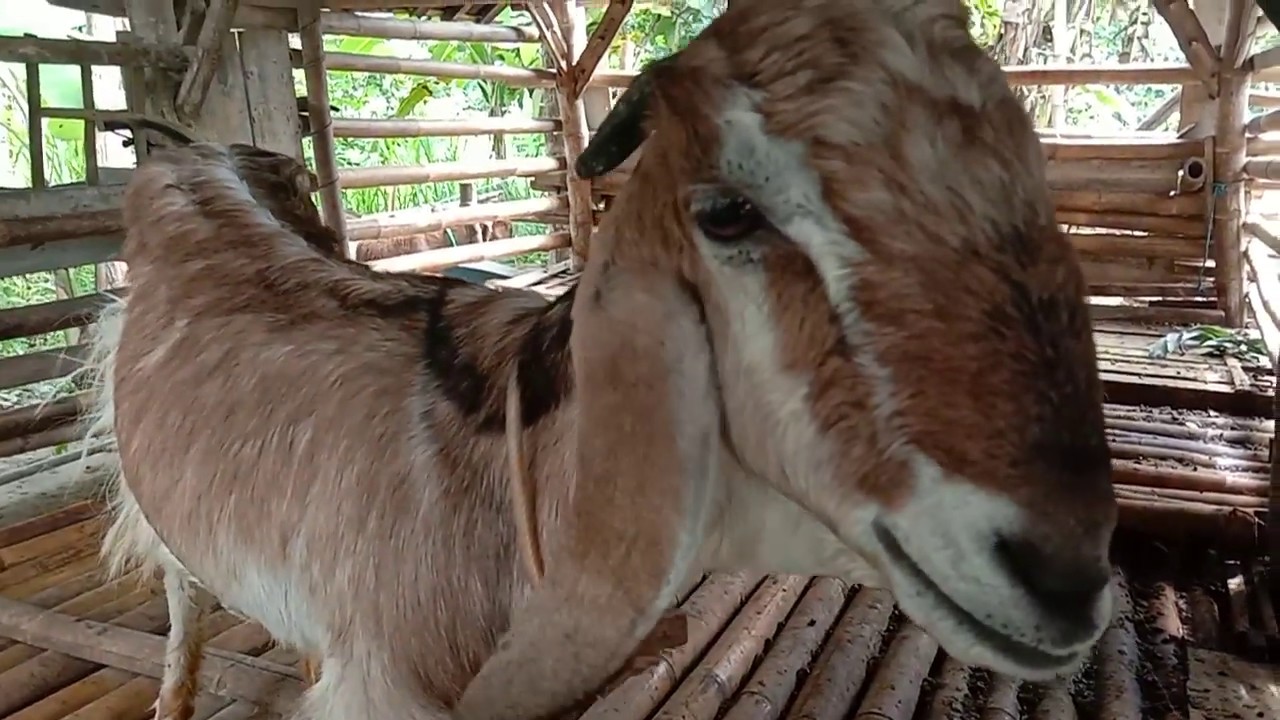 Ternak kambing sukses dengan cara ini 