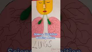 Lungs Working Model 🫁 | Breathing Science Project | Inhalation Exhalation Demo #shorts #tlm #science