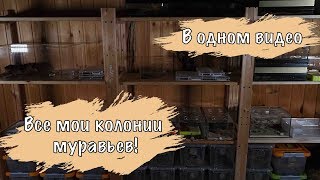 ВСЕ МОИ КОЛОНИИ МУРАВЬЕВ В ОДНОМ ВИДЕО...