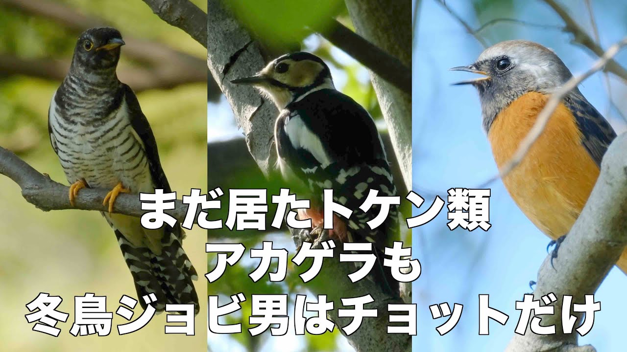 11月1日 水元公園 渡りと冬鳥の7種探鳥 - YouTube