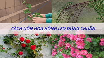 Cách uốn hoa hồng leo đúng chuẩn, bạn đã biết chưa?