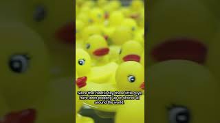 28,000 rubber ducks were lost at sea in 1992 and are still being discovered today? #shorts