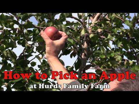 How to Pick an Apple