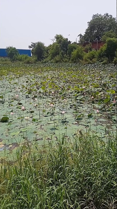 kabhi nhi dekha hoga itne saare kamal ke phool lotus flower #shorts #video @childhoodbycoco28