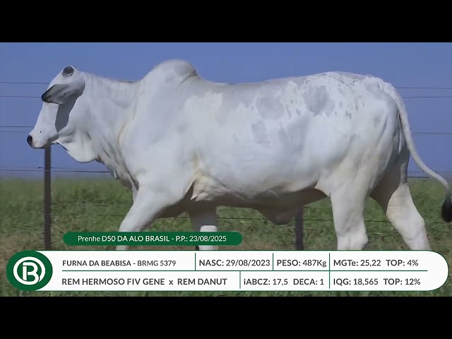 Lote 32   Leilão Beabisa – Matrizes Top Genética – 10ª Edição