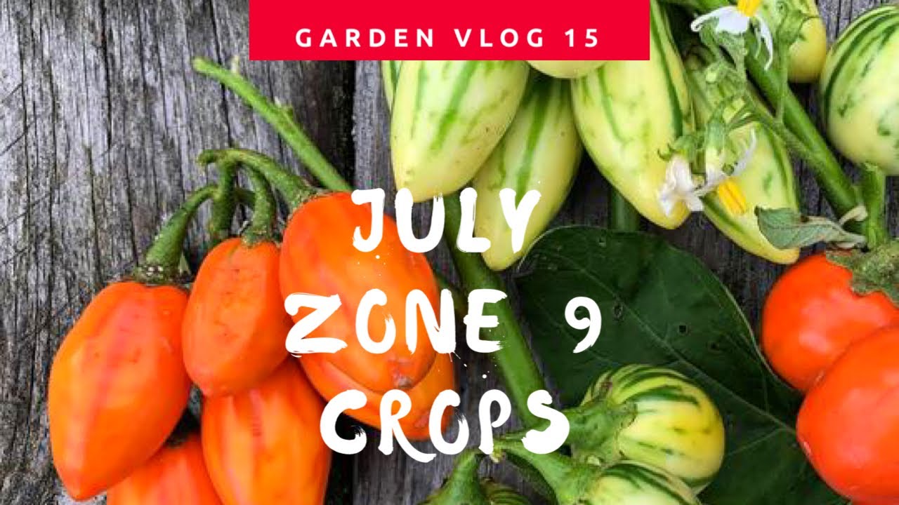 5-crops-to-grow-in-july-zone-9-african-diaspora-garden-vlog-15-youtube