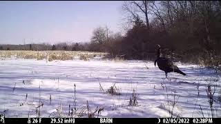 Tom Turkey Yelp Call