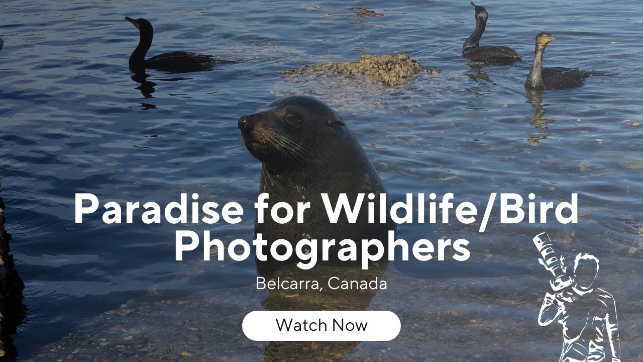 Bird and Wildlife Photography Paradise in British Columbia