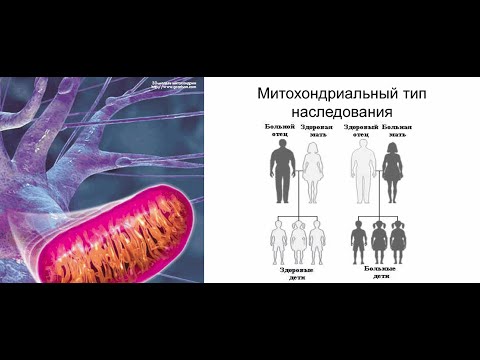 Видео: Трансгенный штамм червя New World, предназначенный только для мужчин, для улучшенной программы борьбы с использованием техники стерильных насекомых