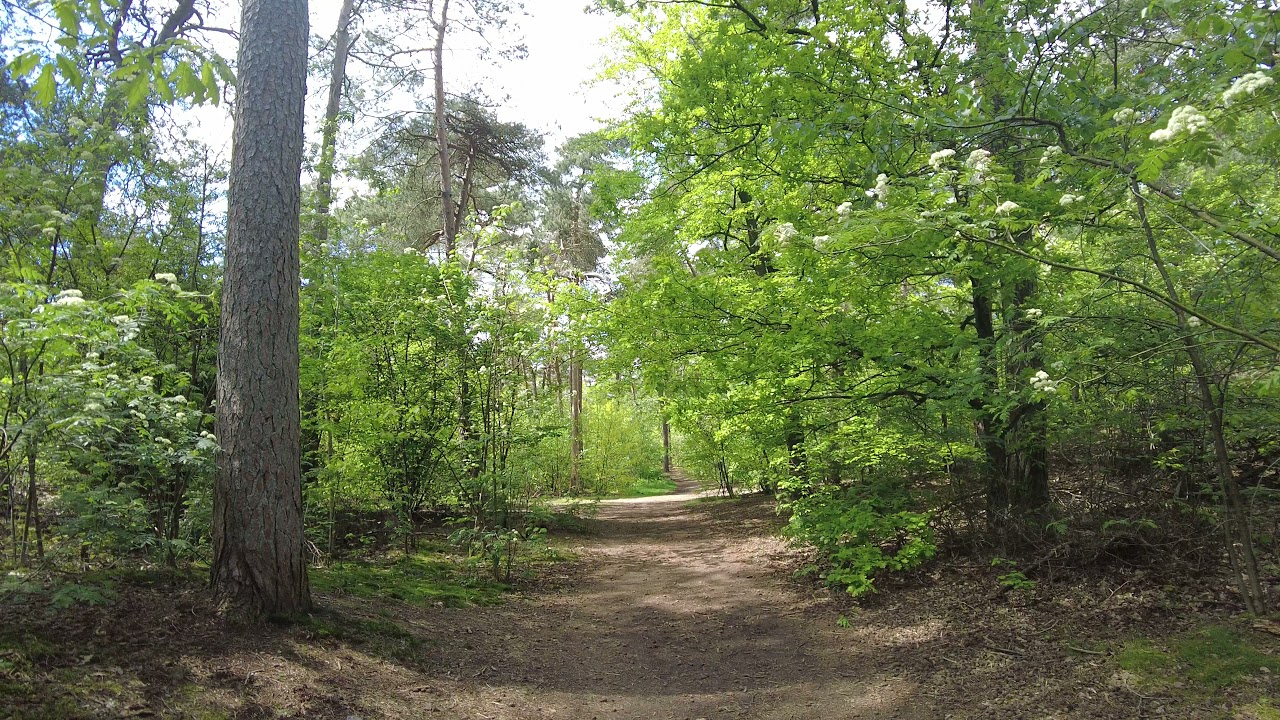 Walking in Panbos in Utrecht