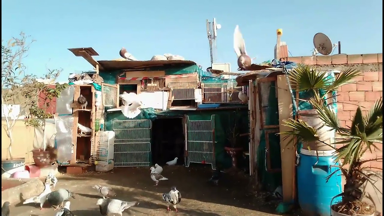 كيف تجعل حمامك لا يقف في سطوح الجيران