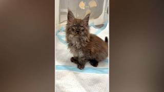 Cat breaks Guinness World Record with 29 toes