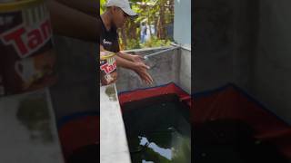 IKAN LELE ALBINOKU HILANG MATI TIDAK ADA KABARNYA #ikan #lele #albino #drama #vlog #video #shorts