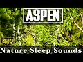4K 8hr - Gentle Aspen Wind Sounds for Sleeping - Suce Creek Montana - Mediation Calm & Stress Relief