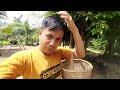 Ffrenstv   wirta kunil kunil halau sapi masuk kebun