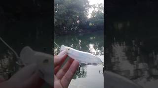 Stickbait WTD Gluestick Super Splash Action! #mancing #lurefishing #shorts #fypシ゚viral #fypシ