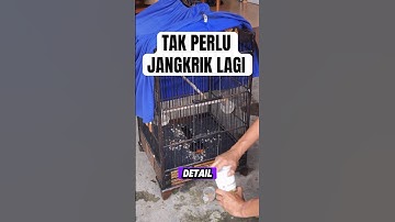SUDAH PAKAI SERBUK SERANGGA #bird #burung #kicaumanianusantara #biofeedpro #pets
