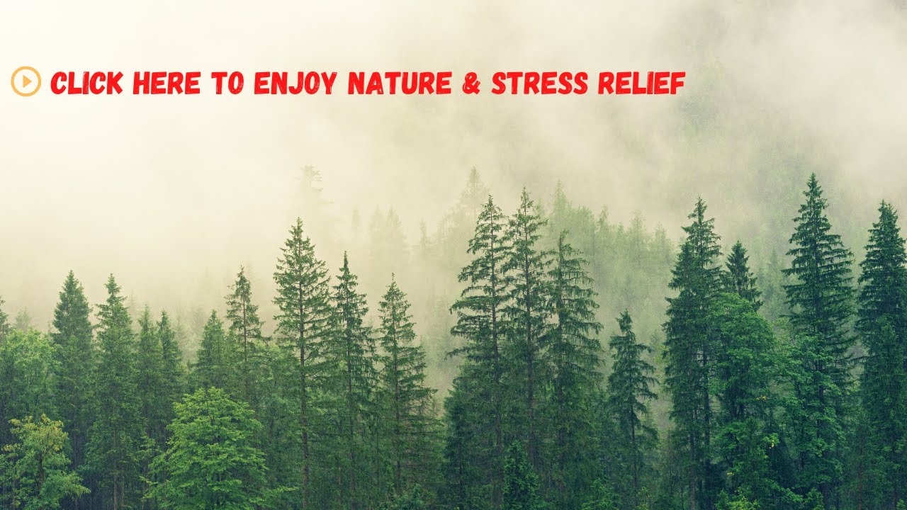 RELAX after a long day with ONE HOUR of NATURE MUSIC!