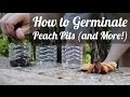 How To Germinate Peach Pits and Other Stone Fruit EASY! (TCEG Episode 5) (Day 18 of 30)
