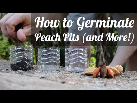 How To Germinate Peach Pits and Other Stone Fruit EASY! (TCEG Episode 5) (Day 18 of 30)