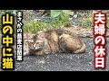 この猫たちは今後どうなる？餌場であろう蕎麦屋が閉業してました
